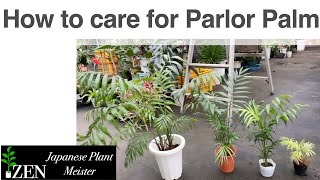 How to caer for Parlor Palm Chamaedorea elegans [upl. by Aicelet639]