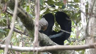 Victoria Rifle Bird Teaches Mating Dance to Offspring  ViralHog [upl. by Accebor]