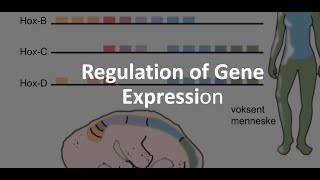 Regulating gene expression [upl. by Aeirdna]