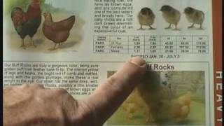 How to Mail Order Chickens chicks peeps Day Old Chicks terms and quantities [upl. by Collum61]