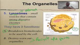 Chapter 7 Part 6 Golgi Lysosomes amp Vacuoles [upl. by Ilek]