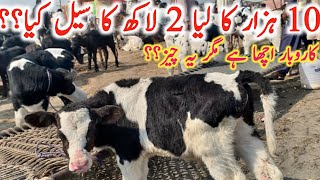 Cow Baby Price In Punjab  Pashu Mandi Punjab  Mandi Star [upl. by Yleve635]