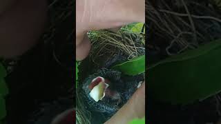 Baby bulbul bird swallowing banana fruit birds bulbul wildlife [upl. by Lorelle547]