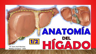 🥇 Anatomía del HÍGADO 12 Fácil y Sencillo [upl. by Dowlen]