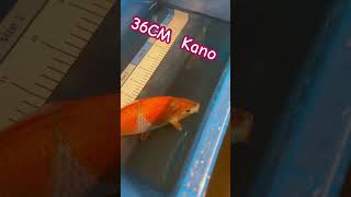 Koi carp goshiki kano farm koiponds koi fish [upl. by Pearle]