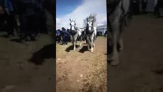 Amish Farm AuctionThe Beautiful Percherons [upl. by Llehcear]