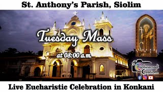 Tuesday Konkani Mass Live at 800am 09th July 2024  St Anthonys Church Siolim [upl. by Hillie]