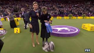 Toy Group Winner Goes To “Bono” The Havanese At The Westminster Dog Show [upl. by Ahsinom494]