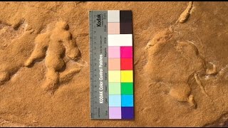 Dinosaur tracks found right here at the Springs Preserve  extended video [upl. by Wes]