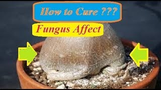 How to cure adenium killer fungus disease  In Bengali [upl. by Itsyrk]