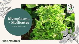 Mycoplasma  Phytoplasma  Mollicutes  PPLO  Plant Pathology 11  Agriculture  ICAR  JRF [upl. by Nagyam737]