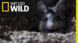 The Grasshopper Mouse Is a Killer Howling Rodent  Nat Geo Wild [upl. by Ralina]