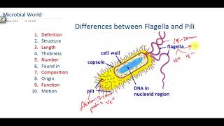 Difference between bacterial Flagella and Pili [upl. by Cordova]