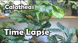 Calathea orbifolia TimeLapse Prayer Plant [upl. by Nollahp]