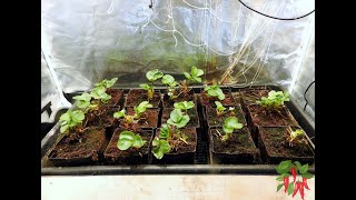 Seascape Hydroponic Strawberries Replant Week 1 [upl. by Nanny]