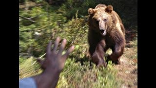 Björnens rätta ansikte  attacking bears… wwwwildlifefilmcom [upl. by Akiner]