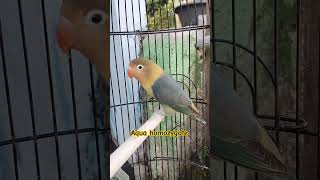 Aqua Homozygote betina dewasa jokopandak lovebirds kicaumania [upl. by Ahsieker]