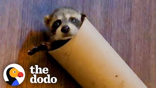 Baby Raccoon Is SO Awkward — And So Cute  The Dodo Little But Fierce [upl. by Gerbold]