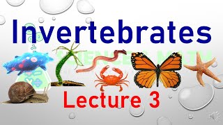 Invertebrates l Definition examples and features of 9 phylum of invertebrates l Lecture 3 [upl. by Dolf]