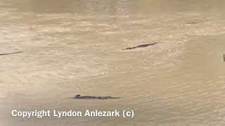 Counting Crocodiles Hunting behaviour [upl. by Blunk724]