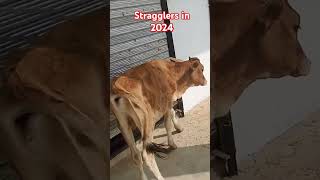 Stragglers in 2024 punjabisong rap minivloging trendingvideo [upl. by Nesnaj567]