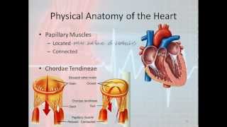 Basic Electrophysiology part 1  Mechanical Anatomy of the Heart part 1 [upl. by Elmina]