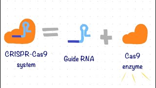 CRISPR Cas9 and Homology Directed Repair [upl. by Butta343]