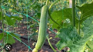 Growing Loofah Gourd at Home [upl. by Parke]