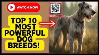 Top 10 Largest and Most Powerful Dog Breeds🐾💪 dog doglover pets [upl. by Olenolin3]