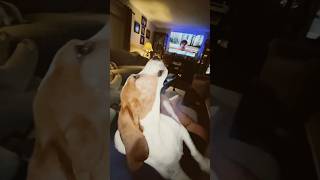 Basset Hound Sings a Jason Aldean Song [upl. by Ennazzus]