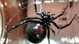 Huge Black Widow Spider [upl. by Demetrius]