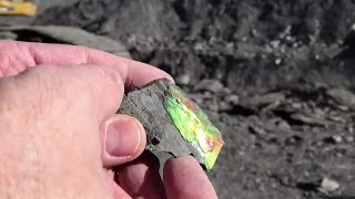 Watch how ammolite the rarest of gemstones is mined in Alberta [upl. by Gnem]