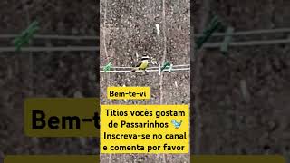 Bemtevi 🐦passarinheiros passaros pássaroslivres [upl. by Sterner]