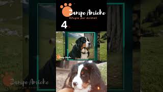 4 Il Bovaro del Bernese Come Renderlo Felice cane animali [upl. by Prevot]