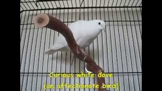 Bird  White Dove great pet [upl. by Corliss]