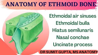 ETHMOID BONE  FEATURES amp ANATOMY [upl. by Lotsirk]