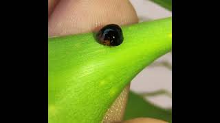 A Black Ladybird beetle  Beneficial insect for plants [upl. by Aloek]