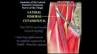 Anatomy Lateral Femoral Cutaneous Nerve Of Thigh  Everything You Need To Know  Dr Nabil Ebraheim [upl. by Elleirad97]