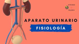 Aparato urinario Fisiología [upl. by Fasto]