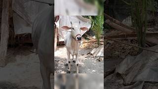 ♥️Home Jarsi Cow🥰  sada CowkuddusambaBhilai  golu golu golu Cow cow videoskambing [upl. by Letreece676]