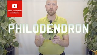 All you need to know about Philodendron scandens hederaceum Heart Leaf [upl. by Rossner]