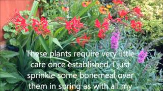 Crocosmia Lucifer In flower Dividing and caring Bulbs and corms HD [upl. by Dedric139]