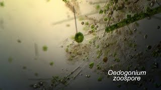 OEDOGONIUM zoospore flagella [upl. by Islaen]