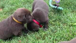 English Labrador Retriever Breeders [upl. by Odel]