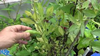 Windsor Fava Bean  Vicia faba [upl. by Shina]