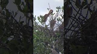 Purple Heron and Striated Heron birds wildlife mangroveshorts [upl. by Yruok]