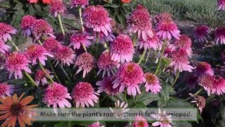 Echinacea Production Tips  Walters Gardens [upl. by Lerraf965]