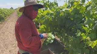 CalOSHA hosts heat prevention training for farmers in Fresno County [upl. by Prichard]