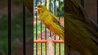 Canario cantado kenari  kenarigacor kenaripaud birdslover kanaria canaryislands shortvideo [upl. by Azral]