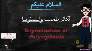 Polysiphonia life cycel دورة حياة طحلب بوليسيفونيا [upl. by Ash756]